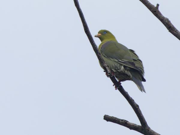 <h3><a href="/trips/tanzania/biota/animalia/chordata/aves/026 columbiformes/001 columbidae/treron calvus/treron calvus-nl.html">Treron&nbsp;calvus</a> / African&nbsp;green&nbsp;pigeon / Afrikaanse&nbsp;papegaaiduif</h3>OM-1 Mark II met OLYMPUS M.150-400mm F4.5 TC, 1/2000 sec  bij F5.6, ISO 2000, afstand 61.3&nbsp;m